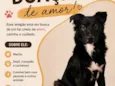 spike- border collie