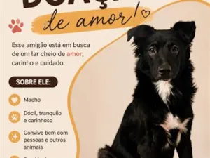 Cachorro raça SRD-ViraLata idade 1 ano nome spike- border collie