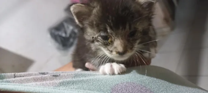 Gato raça SRD-ViraLata idade Abaixo de 2 meses nome não coloquei nome 