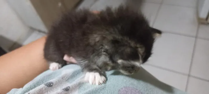 Gato raça SRD-ViraLata idade Abaixo de 2 meses nome não coloquei nome 