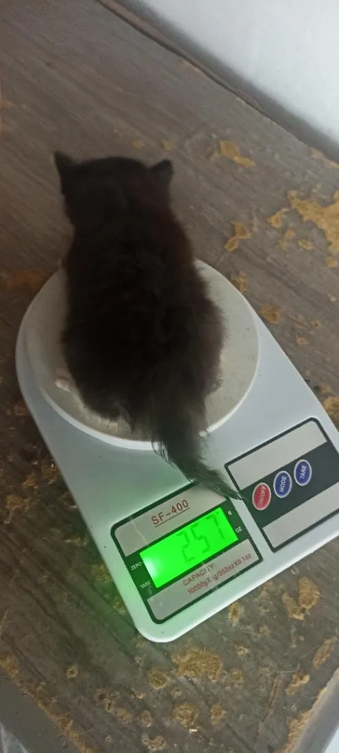 Gato raça SRD-ViraLata idade Abaixo de 2 meses nome não coloquei nome 