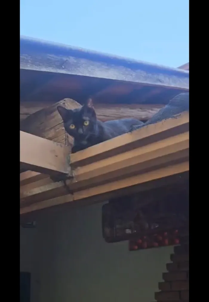 Gato raça SRD-ViraLata idade 7 a 11 meses nome Morticia