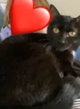 Morticia