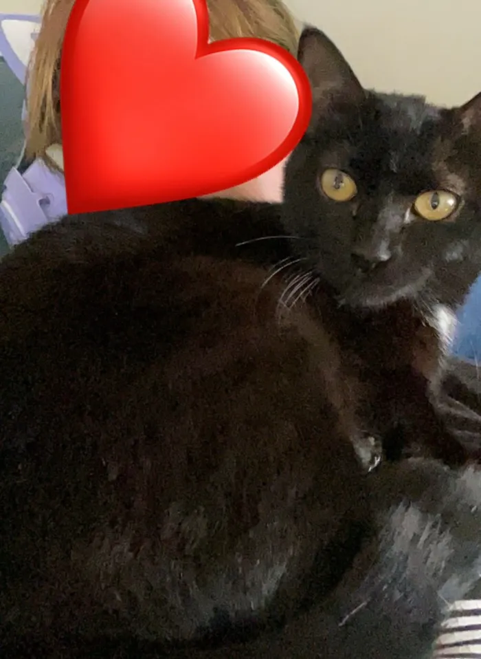 Gato raça SRD-ViraLata idade 7 a 11 meses nome Morticia