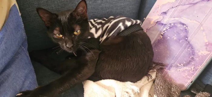 Gato raça SRD-ViraLata idade 7 a 11 meses nome Morticia