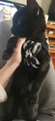 Morticia