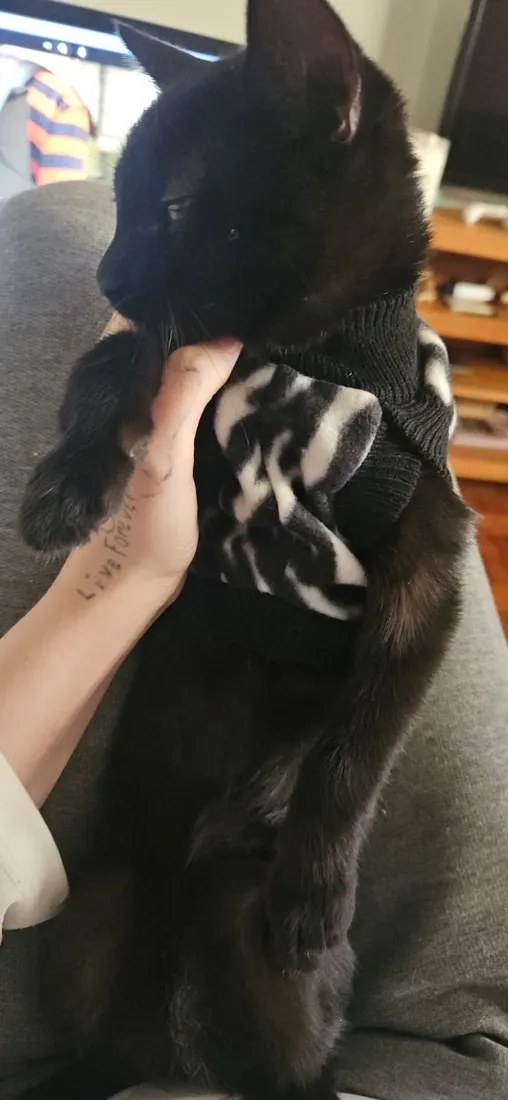 Gato raça SRD-ViraLata idade 7 a 11 meses nome Morticia