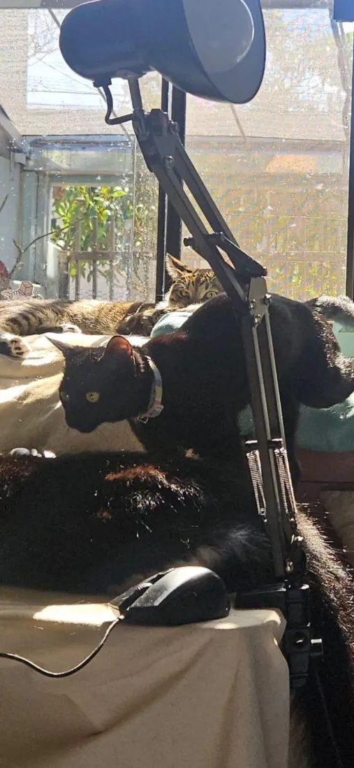 Gato raça SRD-ViraLata idade 7 a 11 meses nome Morticia