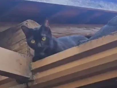 Gato raça SRD-ViraLata idade 7 a 11 meses nome Morticia