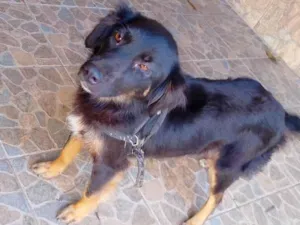 Cachorro raça SRD-ViraLata idade 2 anos nome Pérola