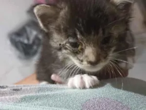Gato raça SRD-ViraLata idade Abaixo de 2 meses nome não coloquei nome 