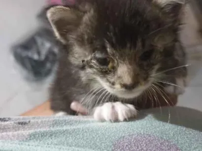 Gato raça SRD-ViraLata idade Abaixo de 2 meses nome não coloquei nome 