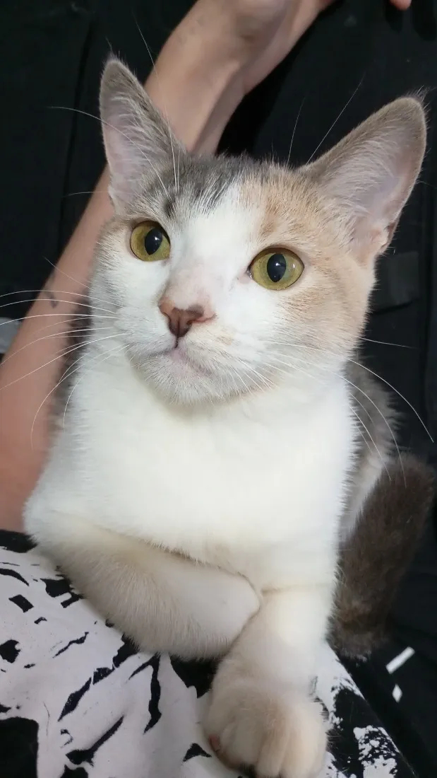 Gato raça SRD-ViraLata idade 2 anos nome Mei