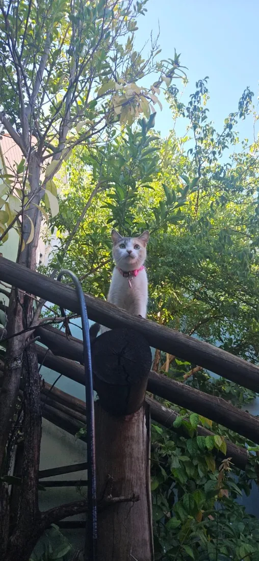Gato raça SRD-ViraLata idade 2 anos nome Mei
