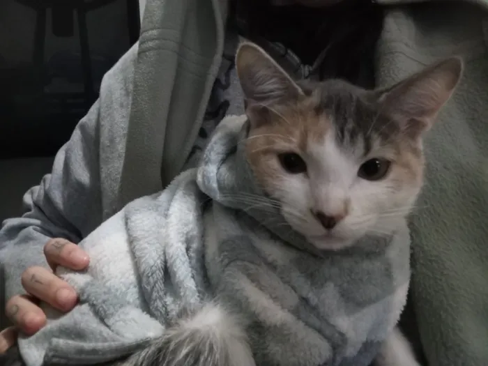 Gato raça SRD-ViraLata idade 2 anos nome Mei