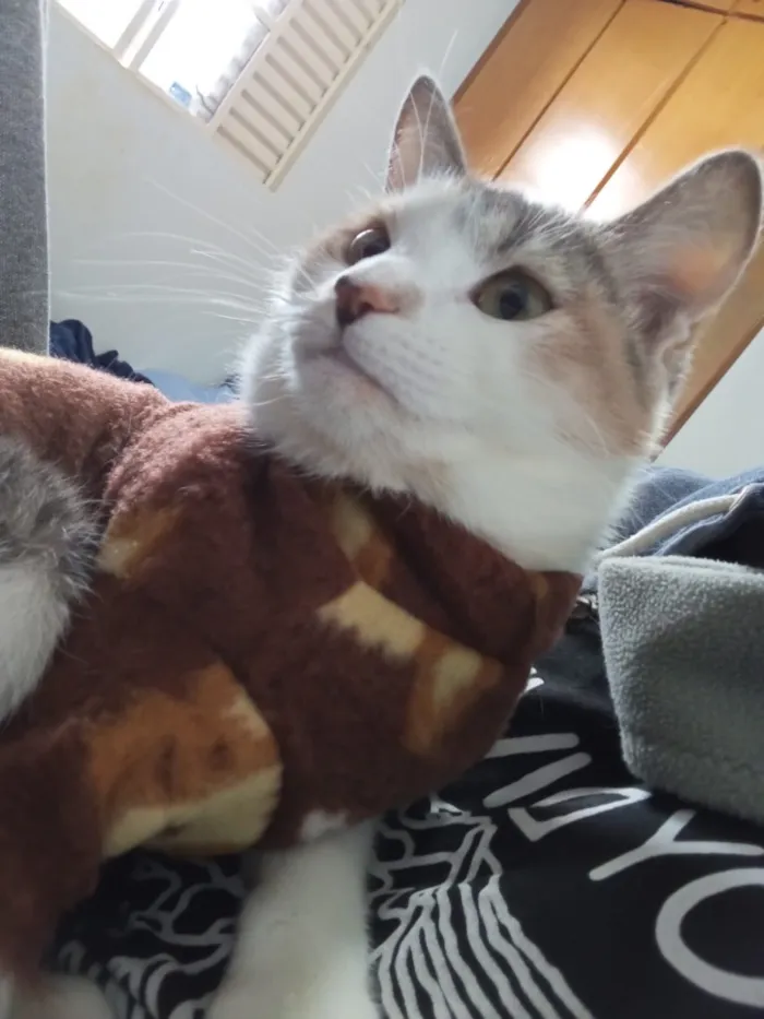 Gato raça SRD-ViraLata idade 2 anos nome Mei