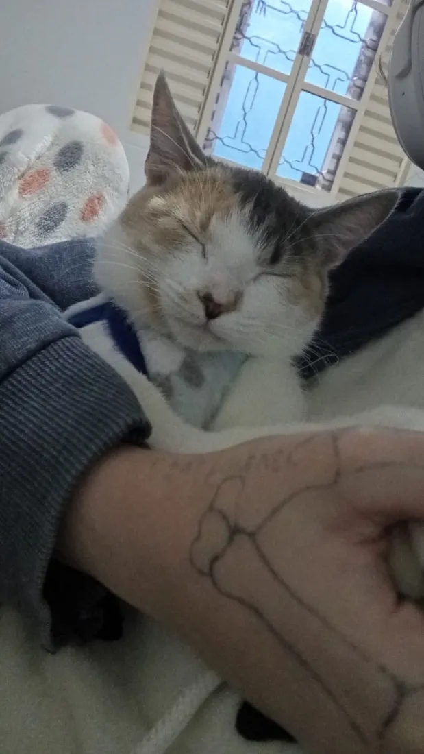 Gato raça SRD-ViraLata idade 2 anos nome Mei