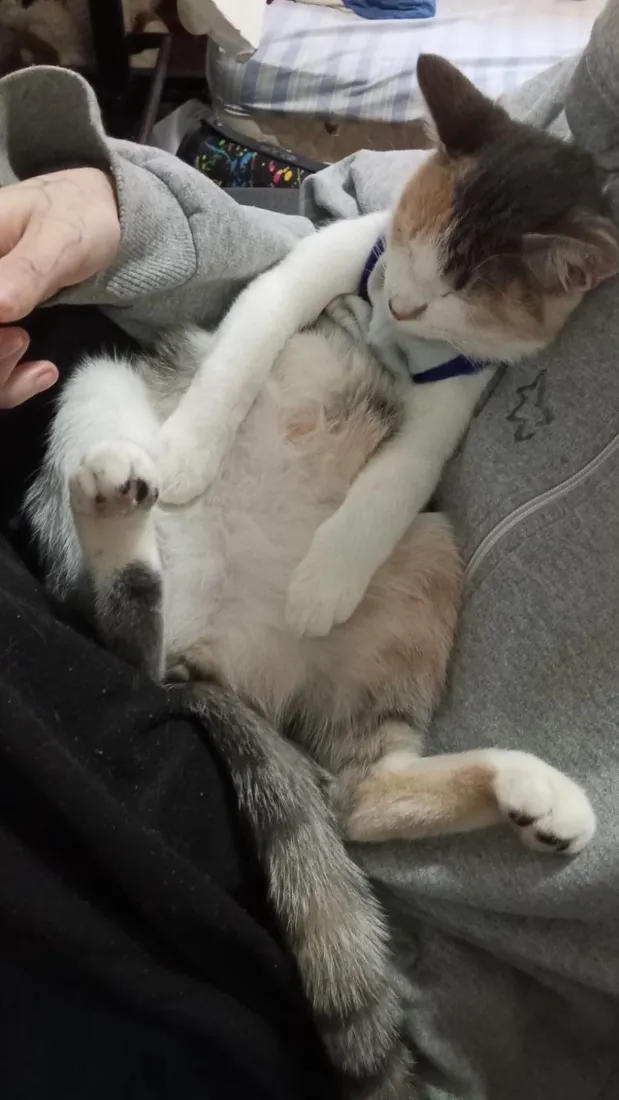 Gato raça SRD-ViraLata idade 2 anos nome Mei