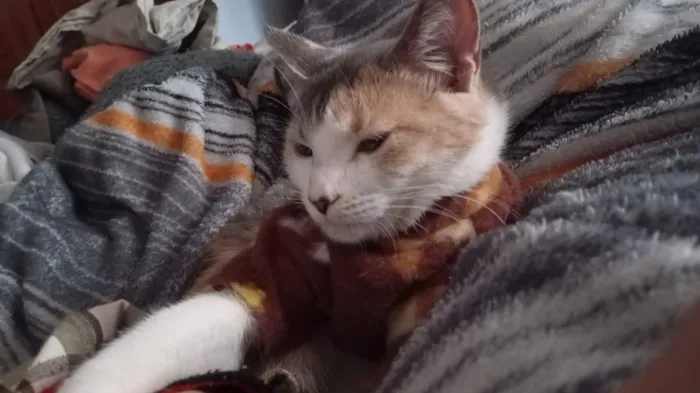 Gato raça SRD-ViraLata idade 2 anos nome Mei