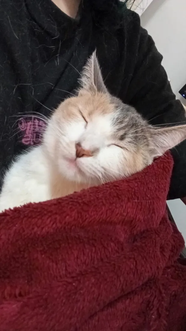 Gato raça SRD-ViraLata idade 2 anos nome Mei