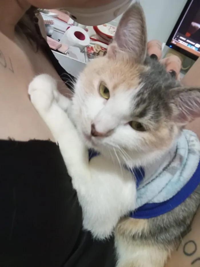 Gato raça SRD-ViraLata idade 2 anos nome Mei