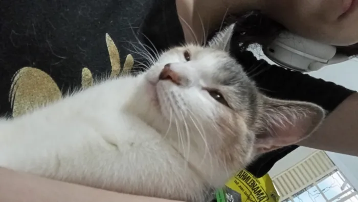 Gato raça SRD-ViraLata idade 2 anos nome Mei
