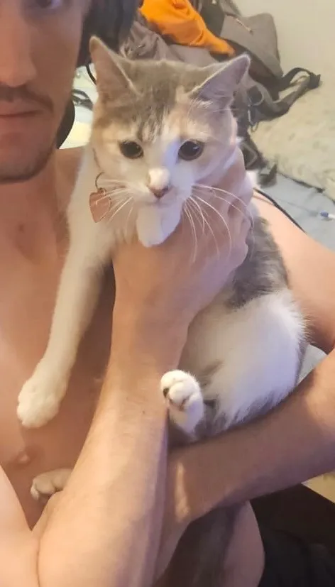 Gato raça SRD-ViraLata idade 2 anos nome Mei