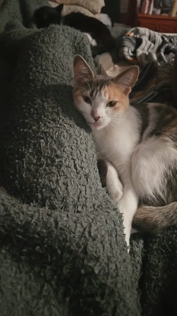 Gato raça SRD-ViraLata idade 2 anos nome Mei