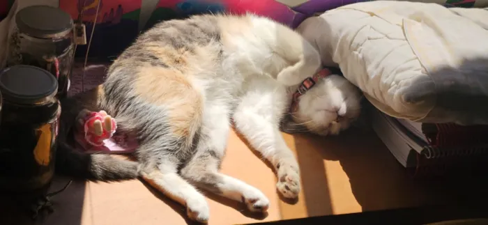 Gato raça SRD-ViraLata idade 2 anos nome Mei