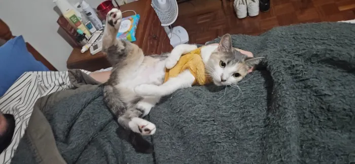 Gato raça SRD-ViraLata idade 2 anos nome Mei
