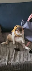 Mei