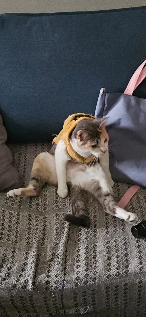Gato raça SRD-ViraLata idade 2 anos nome Mei