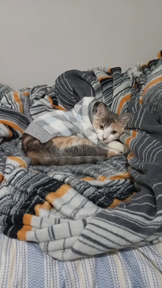 Gato raça SRD-ViraLata idade 2 anos nome Mei