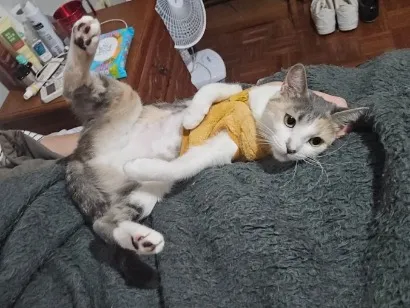Gato raça SRD-ViraLata idade 2 anos nome Mei