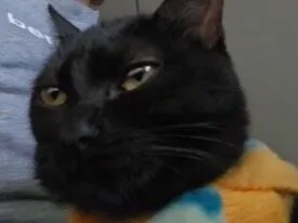 Gato raça SRD-ViraLata idade 7 a 11 meses nome Morticia