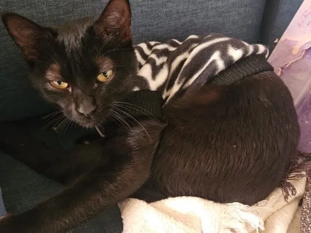 Gato raça SRD-ViraLata idade 7 a 11 meses nome Morticia