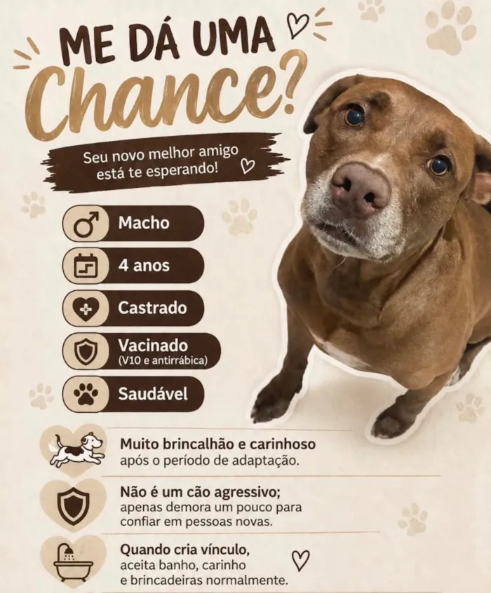 Cachorro raça SRD-ViraLata idade 4 anos nome Ragnar