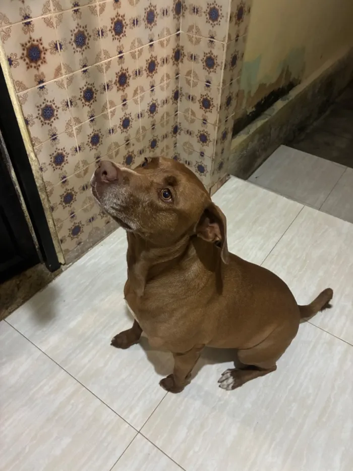 Cachorro raça SRD-ViraLata idade 4 anos nome Ragnar