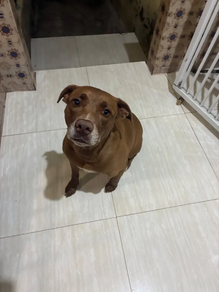 Cachorro raça SRD-ViraLata idade 4 anos nome Ragnar