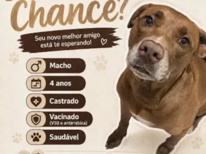 Cachorro raça SRD-ViraLata idade 4 anos nome Ragnar