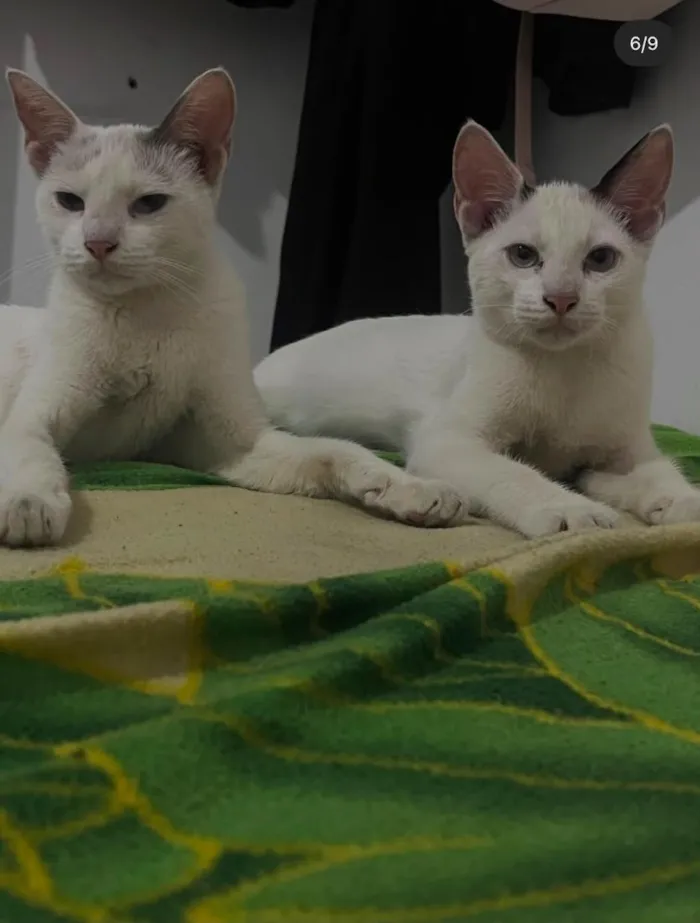 Gato raça SRD-ViraLata idade 1 ano nome Rita e Freud