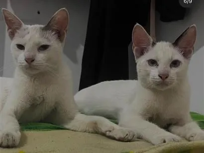 Gato raça SRD-ViraLata idade 1 ano nome Rita e Freud