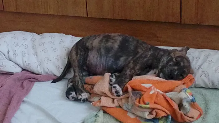 Cachorro raça SRD-ViraLata idade 2 a 6 meses nome Stitch