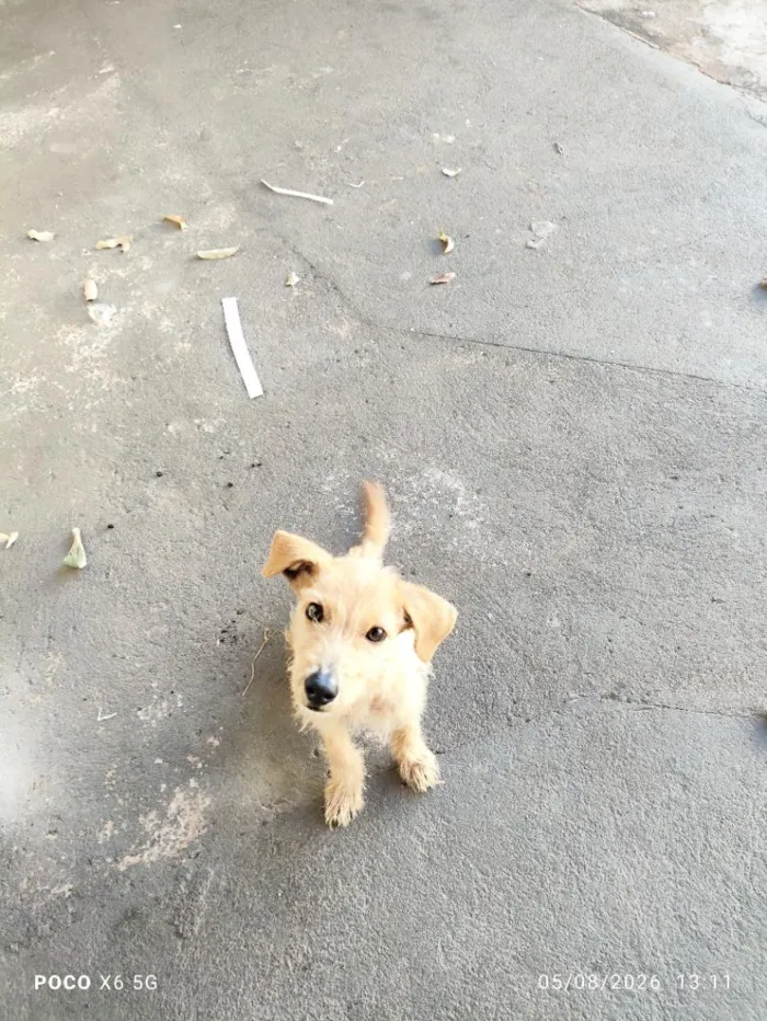 Cachorro raça SRD-ViraLata idade 2 a 6 meses nome max