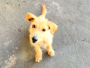 Cachorro raça SRD-ViraLata idade 2 a 6 meses nome max