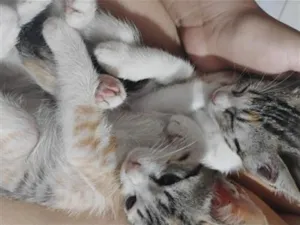 Gato raça SRD-ViraLata idade 2 a 6 meses nome sayu e nimona