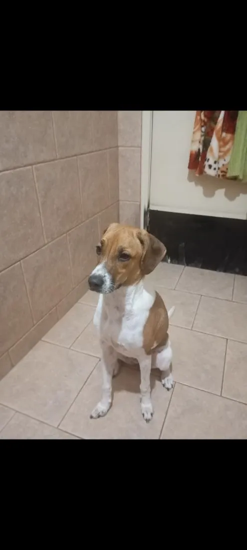Cachorro raça SRD-ViraLata idade 3 anos nome Jully