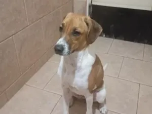 Cachorro raça SRD-ViraLata idade 3 anos nome Jully