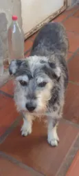 estopa 