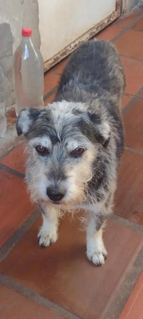 Cachorro raça SRD-ViraLata idade 6 ou mais anos nome estopa 